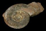 Toarcian Ammonite Fossil - France #152743-1